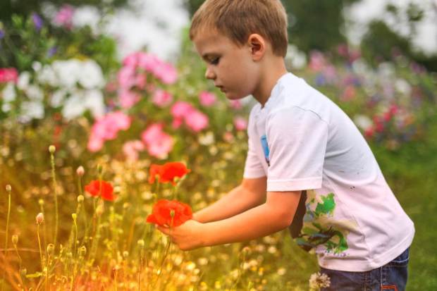 Morning light and poppies in Essex, UK