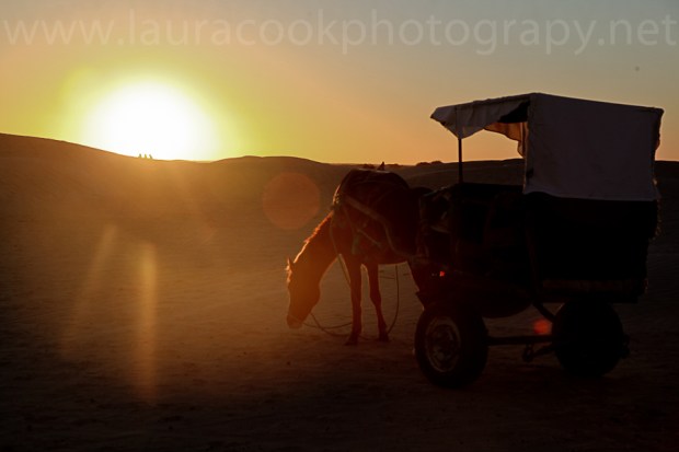 My transport in the desert was a little more sedate than a camel. When I had my back turned I saw my horse and cart trundling off!