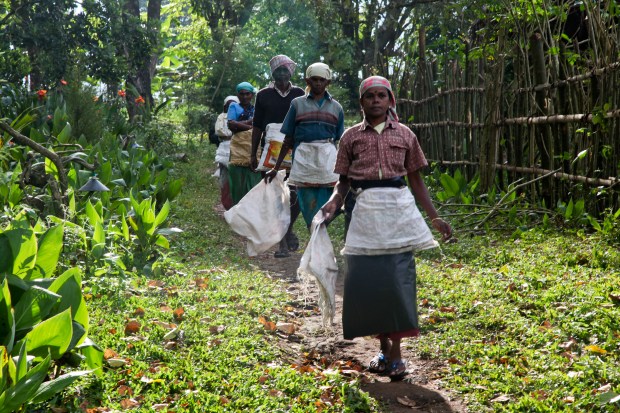 Coffee pickers in Elephant Valley, Tamil Nadu, India.