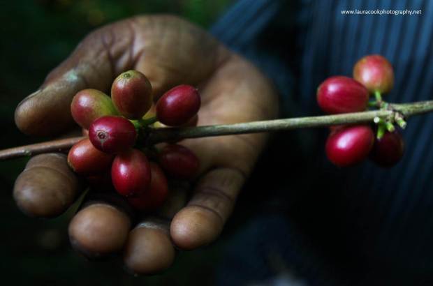 Coffee starts life as these ripe, red coffee cherries. It takes approximately three or four years for the newly planted coffee trees to begin to bear fruit. The fruit, called the coffee cherry, turns a bright,  deep red when it is ripe and ready to be harvested.   Only the ripe cherries are harvested and they are picked  individually by hand.