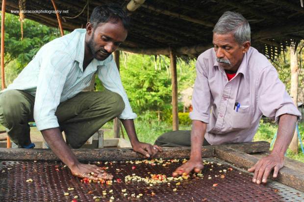 Coffee beans are then carefully sorted for size and quality before being laid out in the hot   Indian sun to dry.