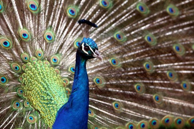 peacock