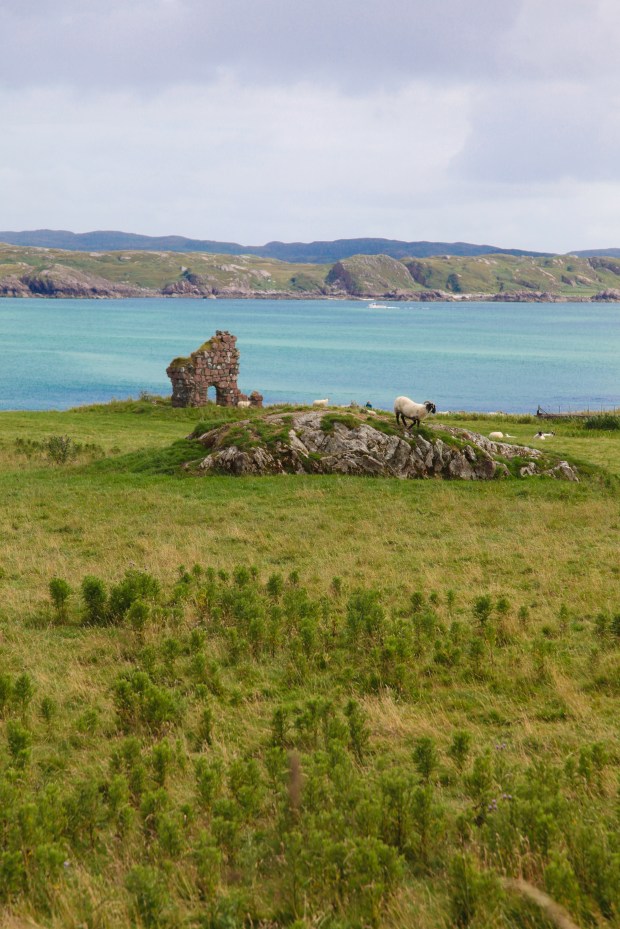 A lone sheep looks out over the Atlantic to Mull.