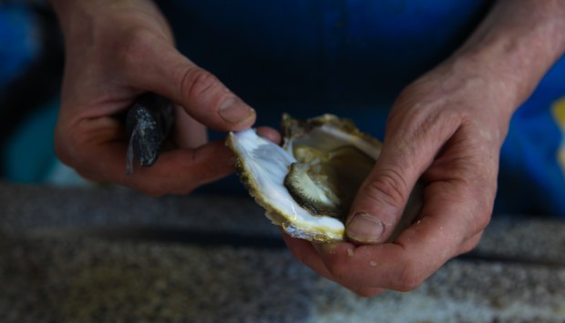Fresh oysters - I enjoyed mine as they were! You can add lemon or tabasco sauce.