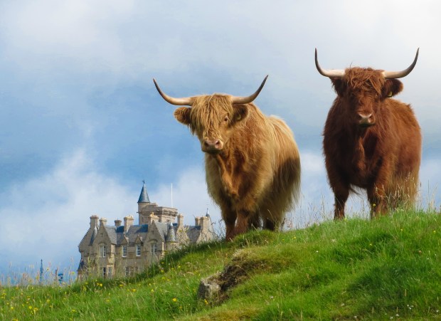 Highland Cows stand guard on the Isle of Mull, Scotland.