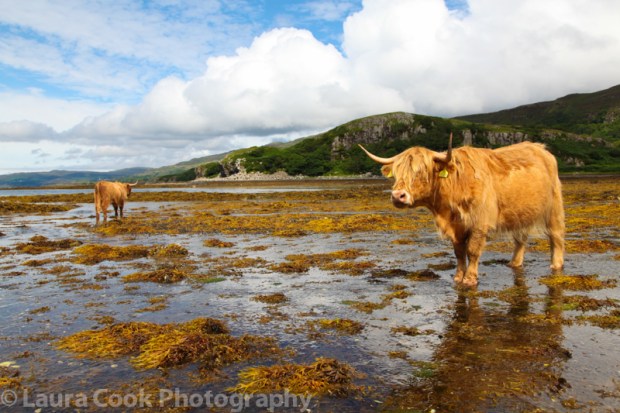Isle of Mull... Highland cows idly graze.