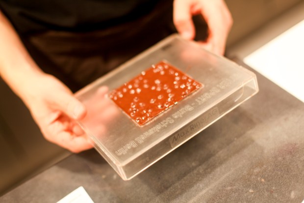 Checking the chocolate (1)