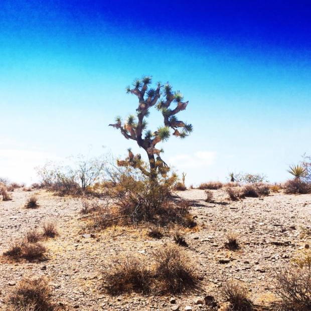 joshua-tree